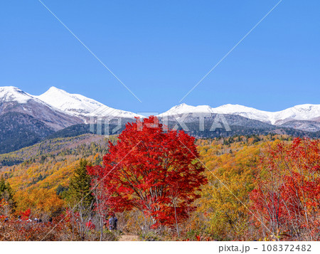 乗鞍高原 大カエデの紅葉と雪の乗鞍岳 乗鞍高原 大カエデの紅葉と雪の乗鞍岳 108372482