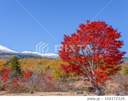 乗鞍高原　大カエデの紅葉と雪の乗鞍岳 108372526