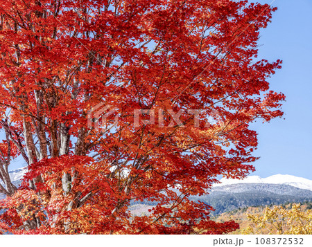 乗鞍高原 大カエデの紅葉と雪の乗鞍岳 乗鞍高原 大カエデの紅葉と雪の乗鞍岳 108372532