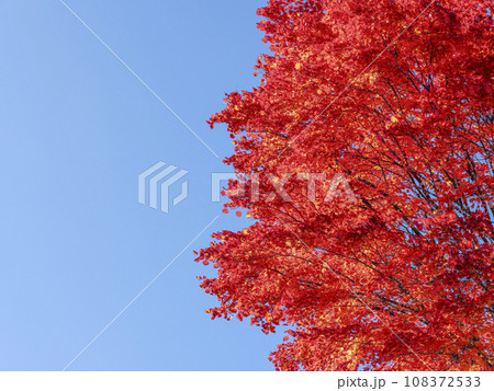乗鞍高原　大カエデの紅葉 108372533