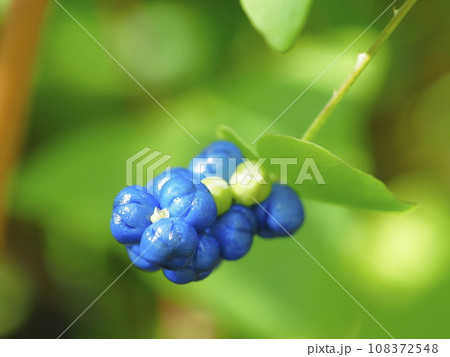 イシミカワ 108372548