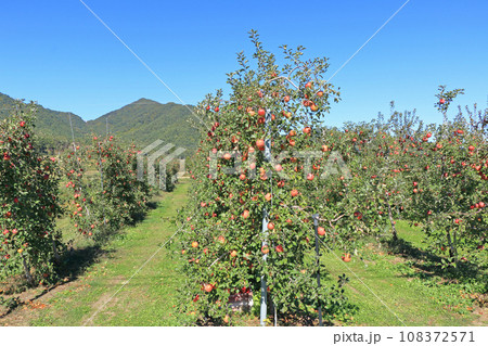 安曇野　北アルプス山麓のリンゴ園 108372571
