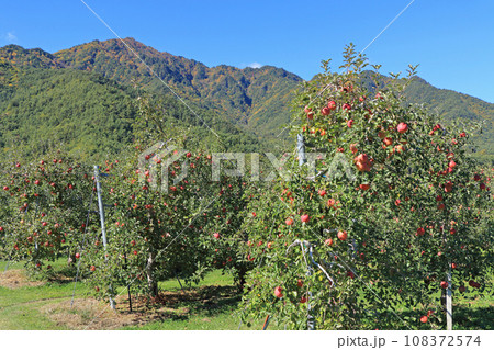 安曇野　北アルプス山麓のリンゴ園 108372574