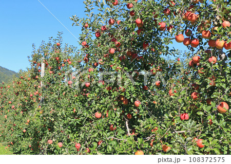 安曇野　北アルプス山麓のリンゴ園 108372575