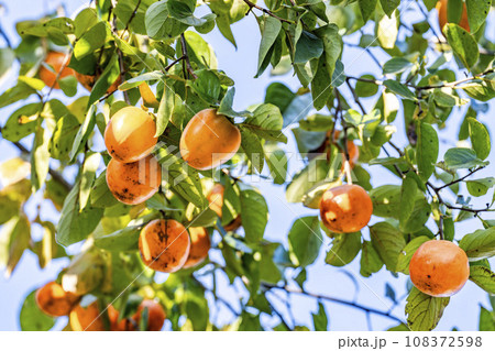 秋の風景　木にたくさん実った柿　宮城県川崎町 108372598
