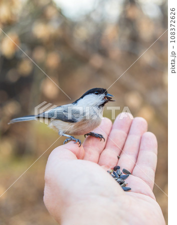 A willow tit sits on hand and eats seeds. Hungry bird willow tit eating seeds from a hand in winter or autumn A willow tit sits on hand and eats seeds. Hungry bird willow tit eating seeds from a hand in winter or autumn 108372626