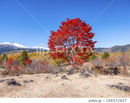 乗鞍高原 大カエデの紅葉と雪の乗鞍岳 乗鞍高原 大カエデの紅葉と雪の乗鞍岳 108372627