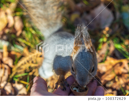A squirrel in the autumn eats nuts from a human hand. Eurasian red squirrel, Sciurus vulgaris 108372629