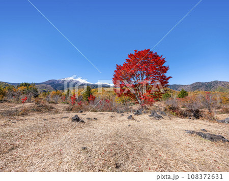 乗鞍高原　大カエデの紅葉と雪の乗鞍岳 108372631