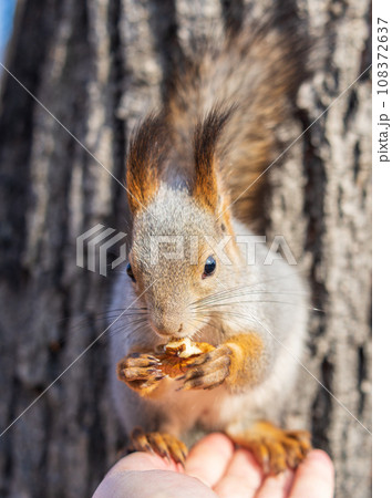 A squirrel in the autumn eats nuts from a human hand. Eurasian red squirrel, Sciurus vulgaris 108372637