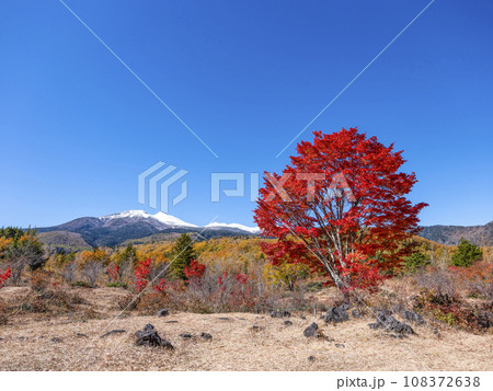 乗鞍高原　大カエデの紅葉と雪の乗鞍岳 108372638