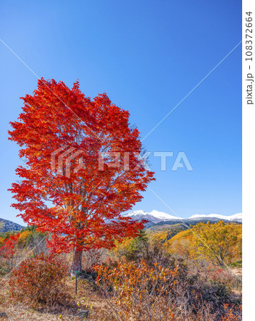 乗鞍高原 大カエデの紅葉と雪の乗鞍岳 乗鞍高原 大カエデの紅葉と雪の乗鞍岳 108372664