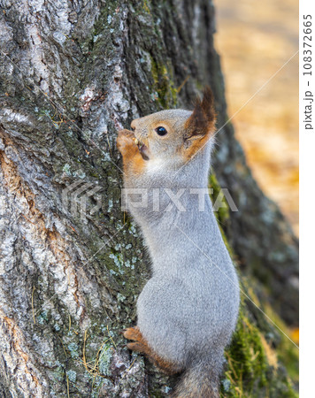 The squirrel with nut sits on tree in the autumn. Eurasian red squirrel, Sciurus vulgaris. 108372665