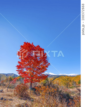 乗鞍高原 大カエデの紅葉と雪の乗鞍岳 乗鞍高原 大カエデの紅葉と雪の乗鞍岳 108372668