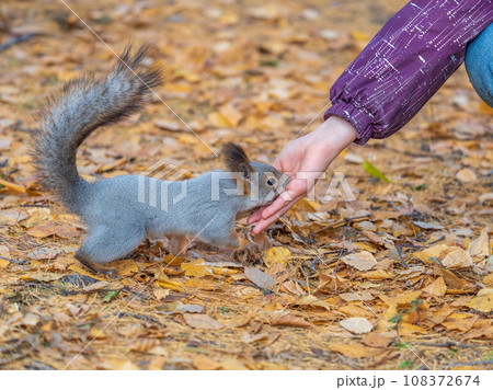 Girl feeds a squirrel with nuts in an autumn park. Girl feeds a squirrel with nuts in an autumn park. 108372674