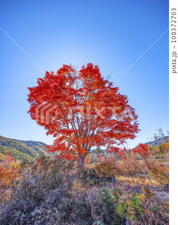 乗鞍高原　太陽に輝く大カエデの紅葉 108372703