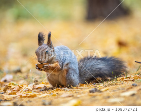 Autumn squirrel with nut sits on green grass with fallen yellow leaves 108372721