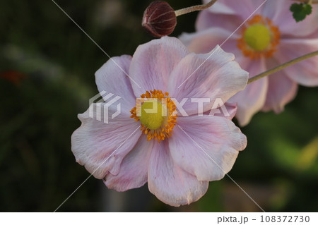 秋の庭に咲くピンク色のシュウメイギクの花 108372730