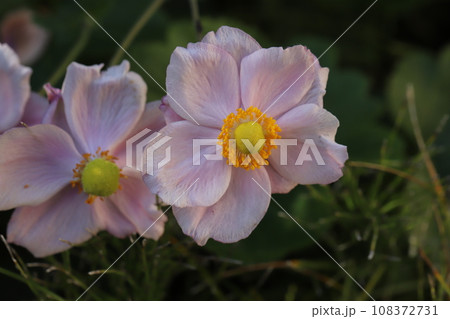 秋の庭に咲くピンク色のシュウメイギクの花 秋の庭に咲くピンク色のシュウメイギクの花 108372731