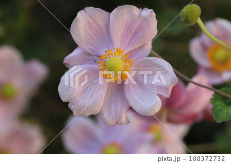 秋の庭に咲くピンク色のシュウメイギクの花 108372732