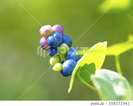 イシミカワ 108372942