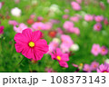赤いコスモス 108373143