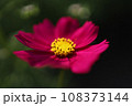 赤いコスモス 108373144