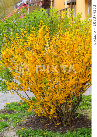 Forsythia europaea is blooming in arboretum. Landscaping and decoration in springtime season. Yellow gentle flowers is growing in city. Vertical view. Forsythia europaea is blooming in arboretum. Landscaping and decoration in springtime season. Yellow gentle flowers is growing in city. Vertical view. 108374353