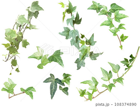 切り抜き素材セットーデコレーション用植物9（アイビー1） 108374890