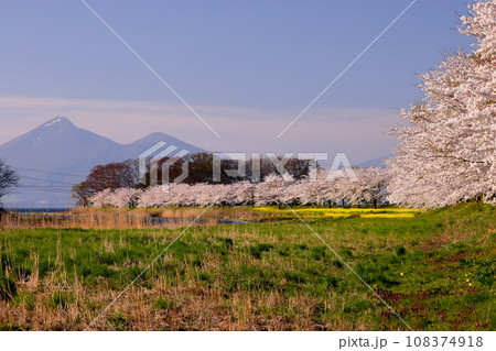 福島県郡山市湖南町船津宮　猪苗代湖に注ぎ込む船津川河口の河原に広がる桜並木と菜の花畑越しの磐梯山 108374918