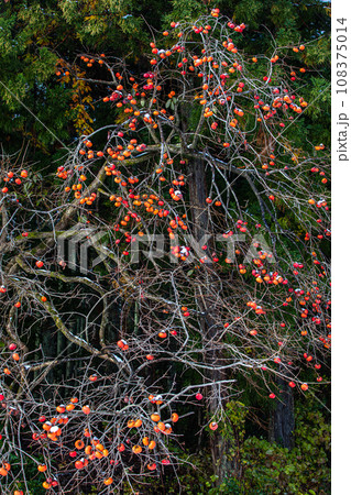 【新潟県･佐渡･初雪】白い綿帽子を被ったおけさ柿 12月 108375014