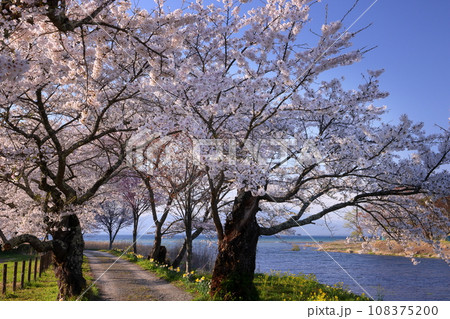 福島県郡山市湖南町船津鰌浜 猪苗代湖に注ぎ込む船津川河口の船津公園の桜並木 福島県郡山市湖南町船津鰌浜 猪苗代湖に注ぎ込む船津川河口の船津公園の桜並木 108375200