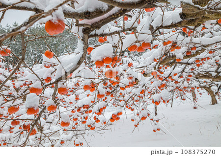 【新潟県・佐渡・残り柿】白い綿帽子を被ったおけさ柿 1月 【新潟県・佐渡・残り柿】白い綿帽子を被ったおけさ柿 1月 108375270