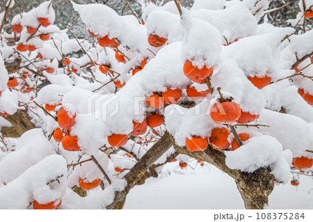 【新潟県･佐渡･残り柿】白い綿帽子を被ったおけさ柿 1月 108375284