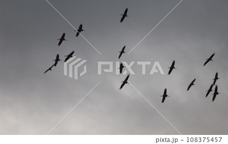 Common cranes in flight. 108375457