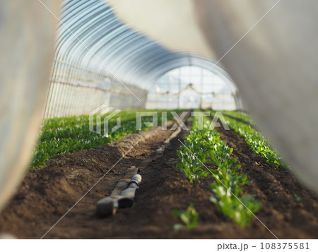 ビニールハウスで栽培されている畑 108375581