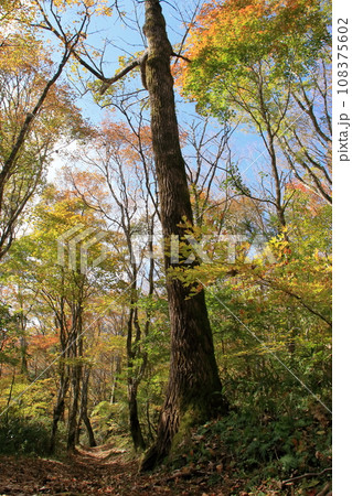 森林セラピーロードを歩く 秋 (四国カルスト 天狗高原) 森林セラピーロードを歩く 秋 (四国カルスト 天狗高原) 108375602