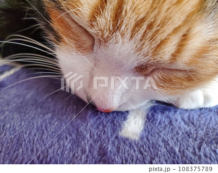 寝ている猫 寝ている猫 108375789