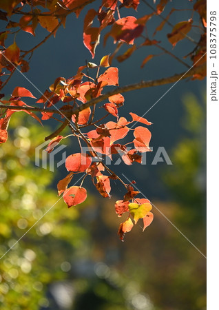 赤い紅葉の葉 赤い紅葉の葉 108375798