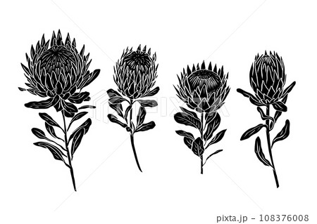Set of protea flowers black silhouettes isolated on white Set of protea flowers black silhouettes isolated on white 108376008