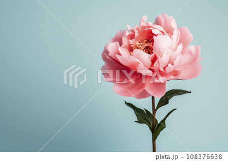A peony flower on a background with a copyspace.  108376638