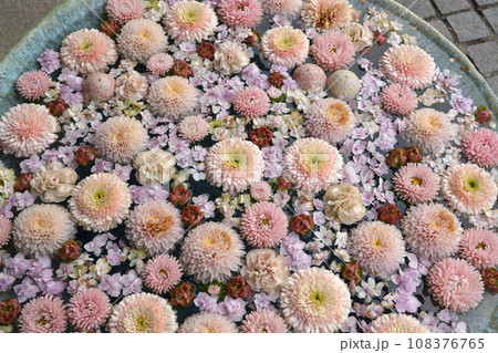 行田の花手水 108376765