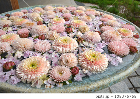 行田の花手水 108376768