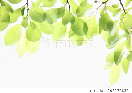 さわやかな新緑の背景素材 さわやかな新緑の背景素材 108376836