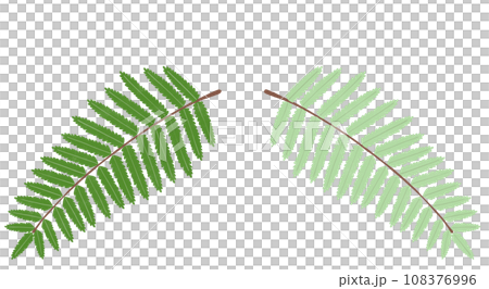 裏白の表裏のイラスト 108376996