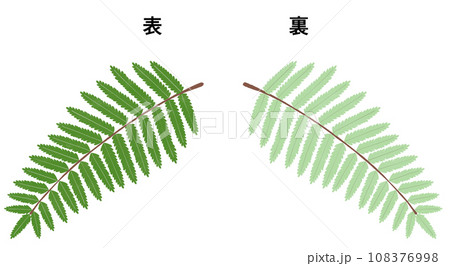 裏白の表裏のイラスト 裏白の表裏のイラスト 108376998