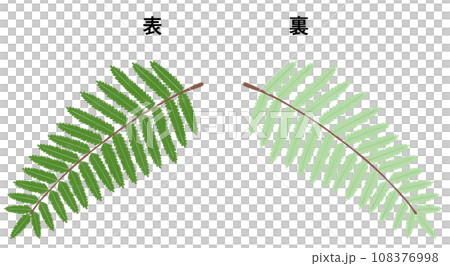 裏白の表裏のイラスト 裏白の表裏のイラスト 108376998