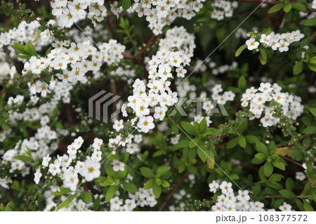 コデマリ コデマリ 108377572