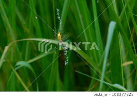 コガネグモ科ナガコガネグモの隠れ帯 108377825