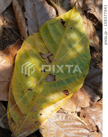 Autumn leaves gathered on the forest floor in Tulungagung, East Java, Indonesia, painting a vibrant canvas of red, orange, and yellow Autumn leaves gathered on the forest floor in Tulungagung, East Java, Indonesia, painting a vibrant canvas of red, orange, and yellow 108377841